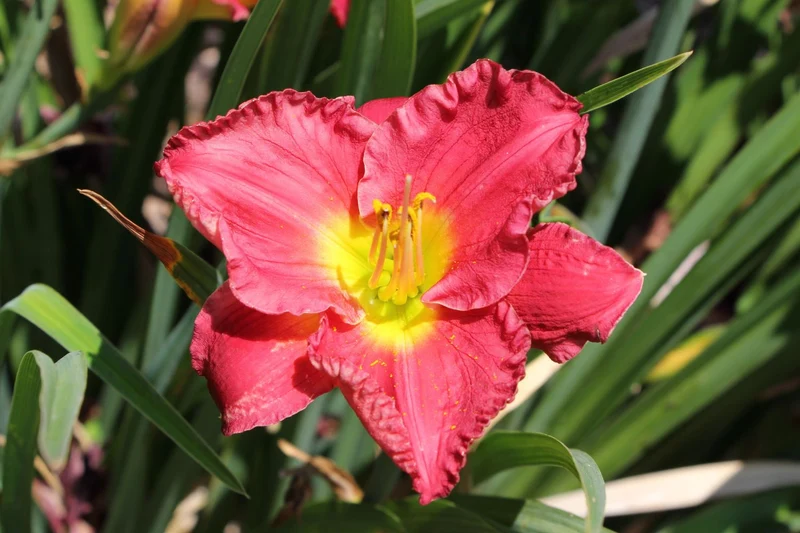 Hemerocallis 'Siloam Paul Watts' (Kleinblumige Taglilie)