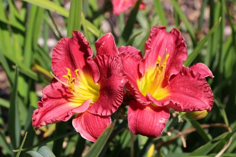 Hemerocallis 'Siloam Paul Watts' (Kleinblumige Taglilie)