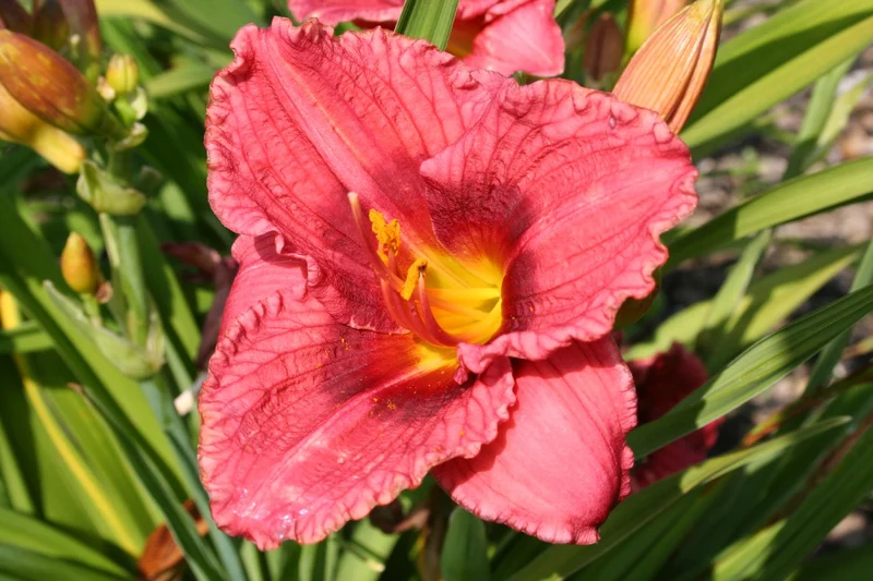 Hemerocallis 'Siloam Jim Cooper' (Kleinblumige Taglilie)