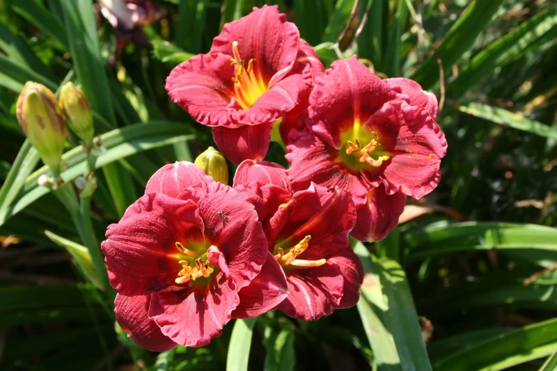 Hemerocallis 'Siloam Grace Stamile' (Miniaturblütige Taglilie)