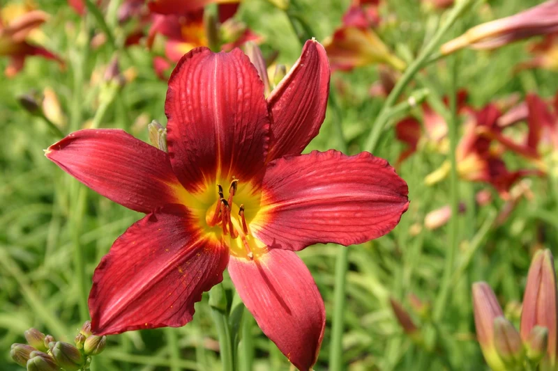 Hemerocallis 'Shining Plumage' (Großblumige Taglilie)