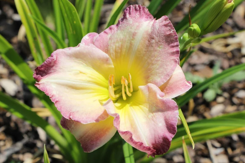 Hemerocallis 'Seal of Approval' (Großblumige Taglilie)