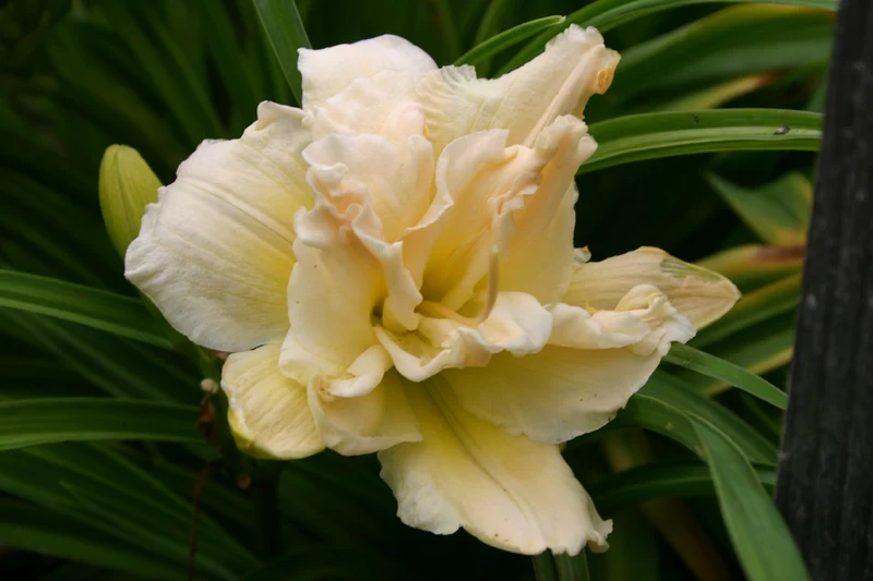 Hemerocallis 'Schnickel Fritz' (Großblumige gefüllte Taglilie)