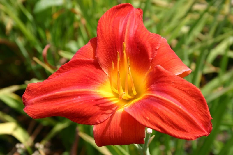 Hemerocallis 'Satan's Torch' (Großblumige Taglilie)