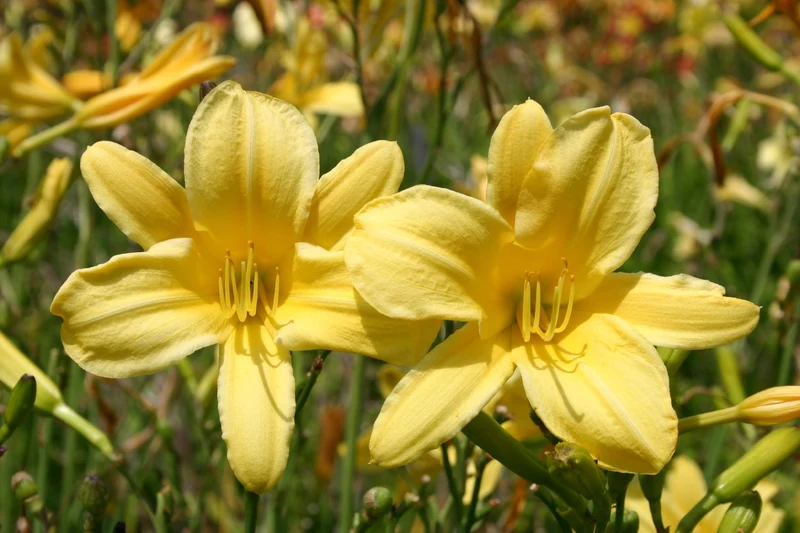 Hemerocallis 'Rundblick' (Kleinblumige Taglilie)
