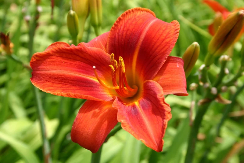 Hemerocallis 'Roswitha Zipf' (Großblumige Taglilie)