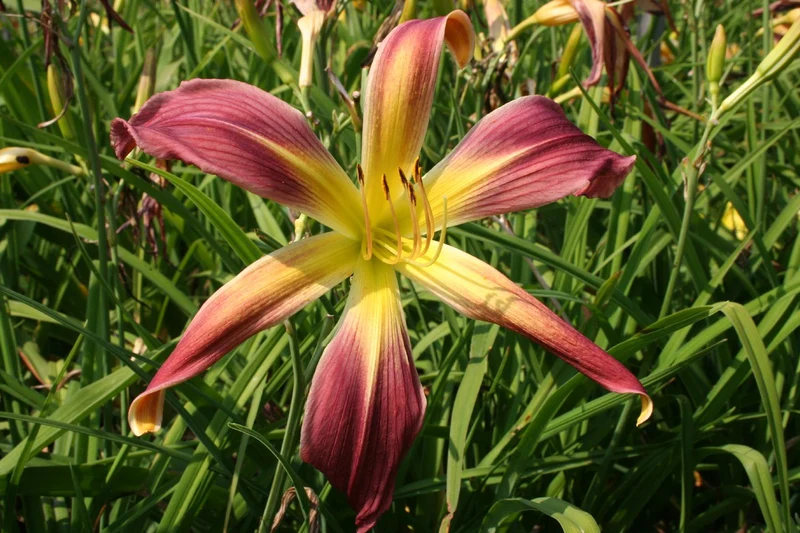 Hemerocallis 'Roger Grounds' (Großblumige Taglilie)