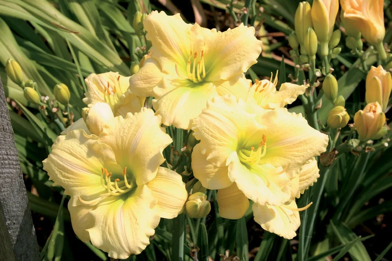 Hemerocallis 'Pure Perfection' (Kleinblumige Taglilie)