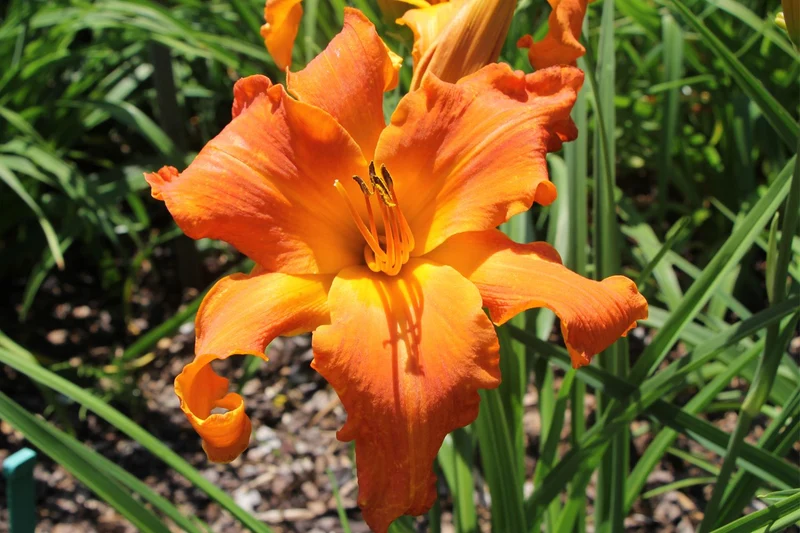 Hemerocallis 'Primal Scream' (Großblumige Taglilie)