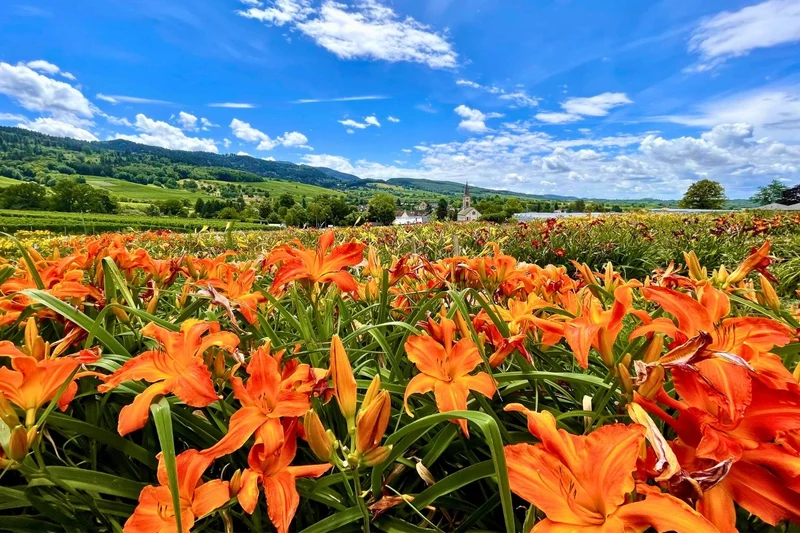 Hemerocallis 'Primal Scream' (Großblumige Taglilie)