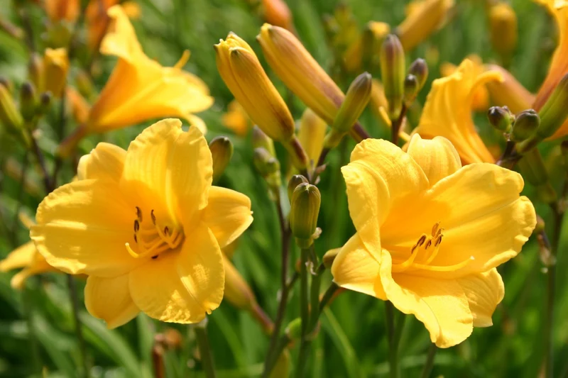 Hemerocallis 'Pizza' (Miniaturblütige Taglilie)