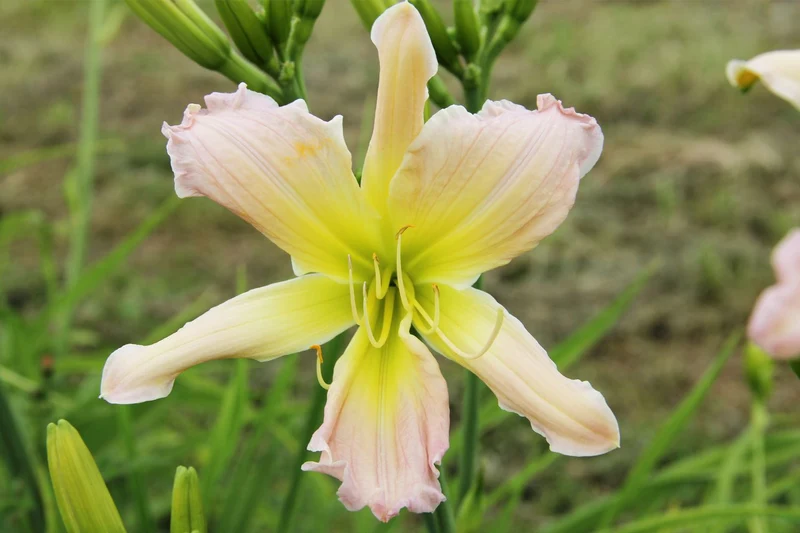 Hemerocallis 'Phial of Galadriel' (Großblumige Taglilie)