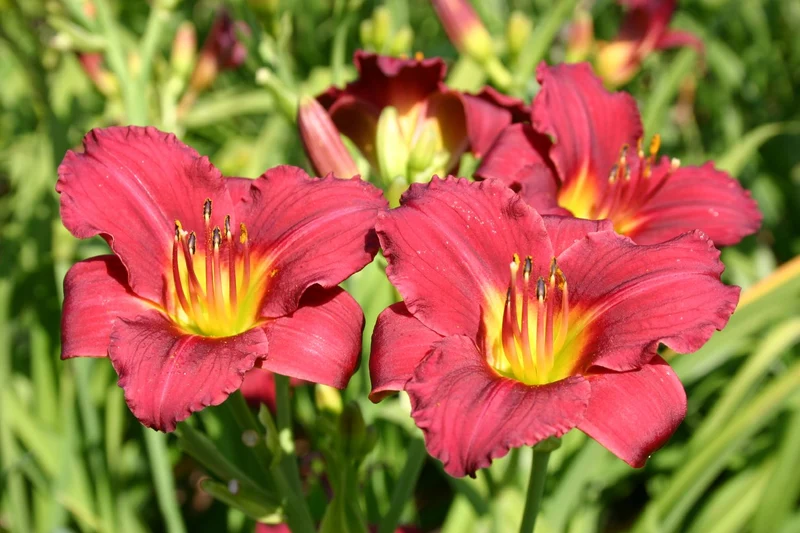 Hemerocallis 'Pardon Me' (Miniaturblütige Taglilie)