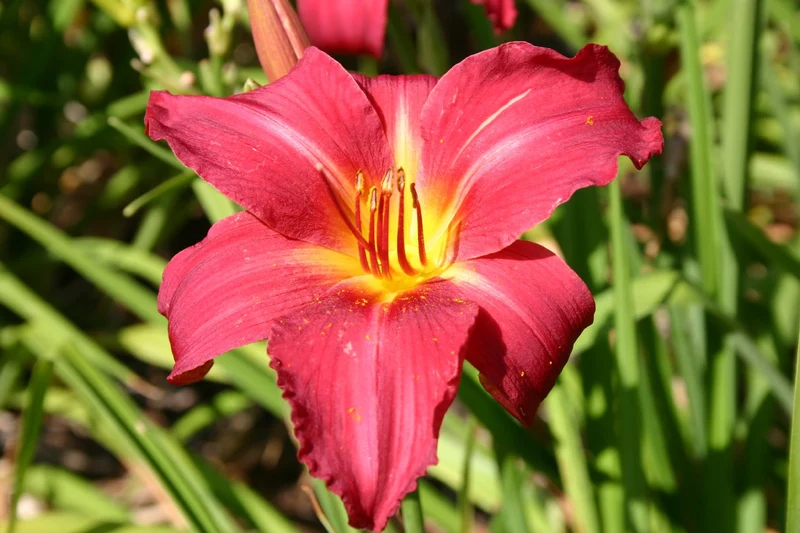 Hemerocallis 'New Note' (Großblumige Taglilie)