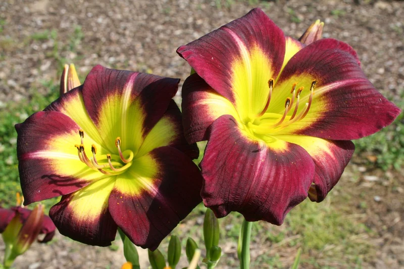 Hemerocallis 'Night Beacon' (Kleinblumige Taglilie)