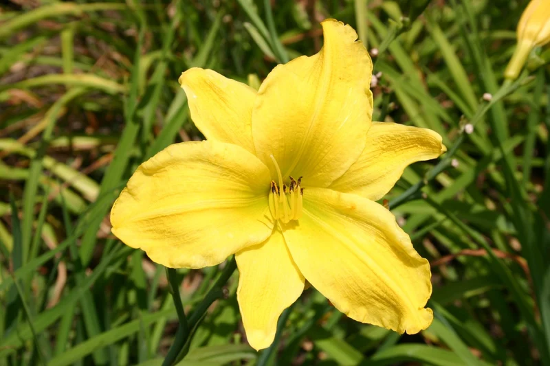 Hemerocallis 'Münchner Kindl' (Großblumige Taglilie)