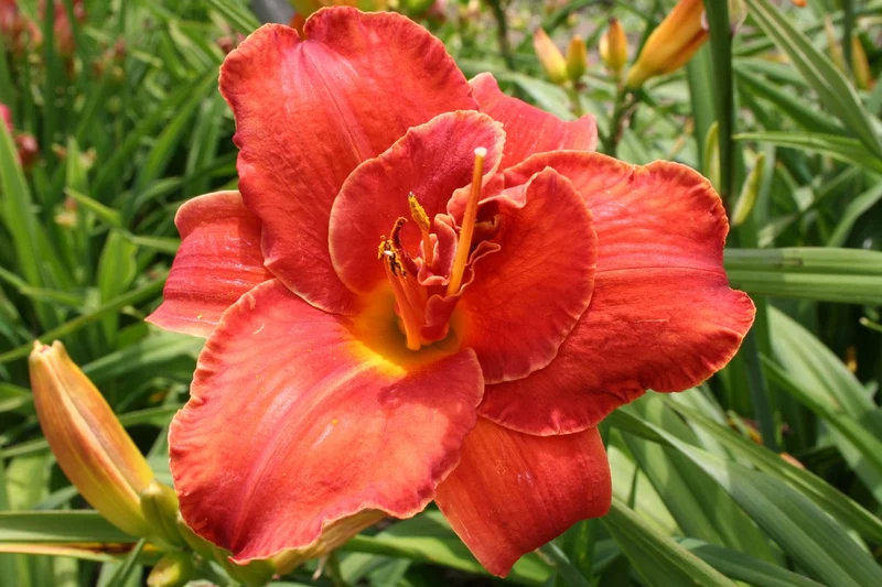 Hemerocallis 'Moses Fire' (Großblumige Taglilie)