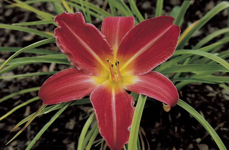 Hemerocallis 'Muffin' (Großblumige Taglilie)