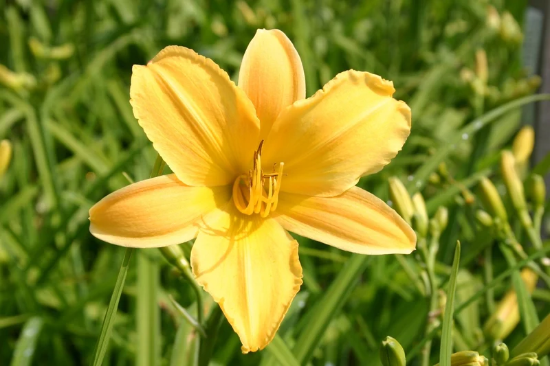 Hemerocallis 'Morgenzauber' (Kleinblumige Taglilie)