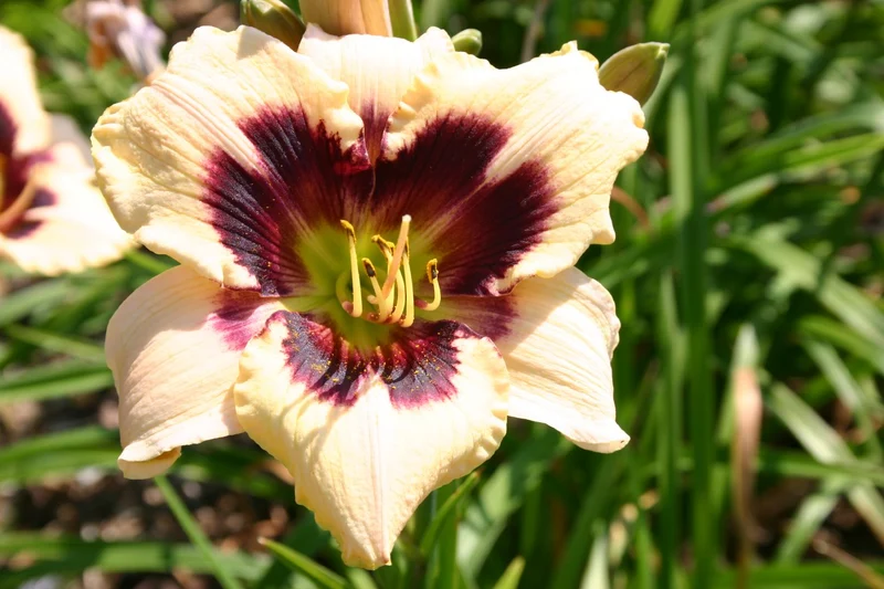 Hemerocallis 'Moonlit Masquerade' (Großblumige Taglilie)
