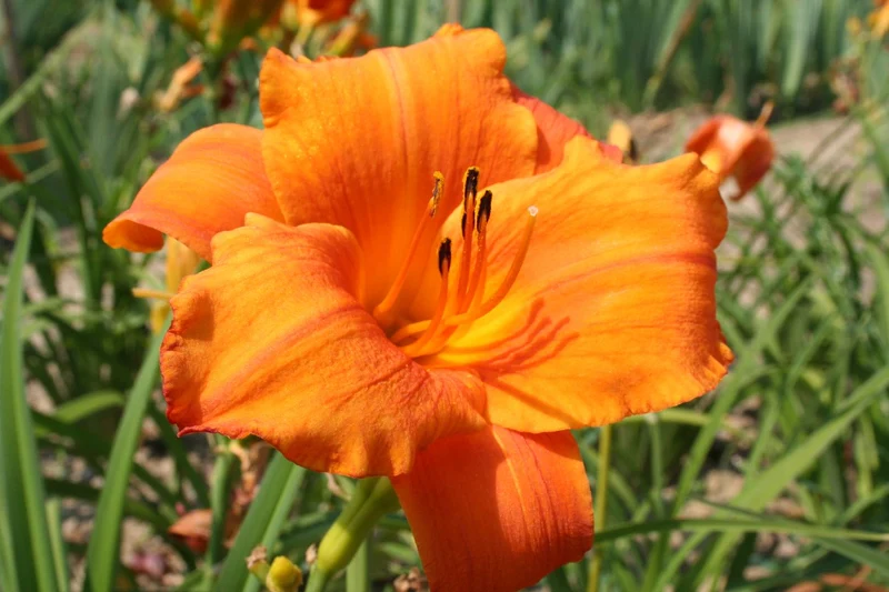 Hemerocallis 'Mauna Loa' (Großblumige Taglilie)