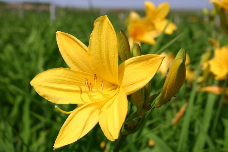 Hemerocallis 'Maikönigin' (Kleinblumige Taglilie)