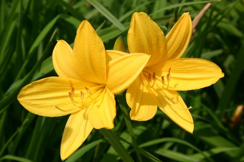 Hemerocallis 'Maikönigin' (Kleinblumige Taglilie)