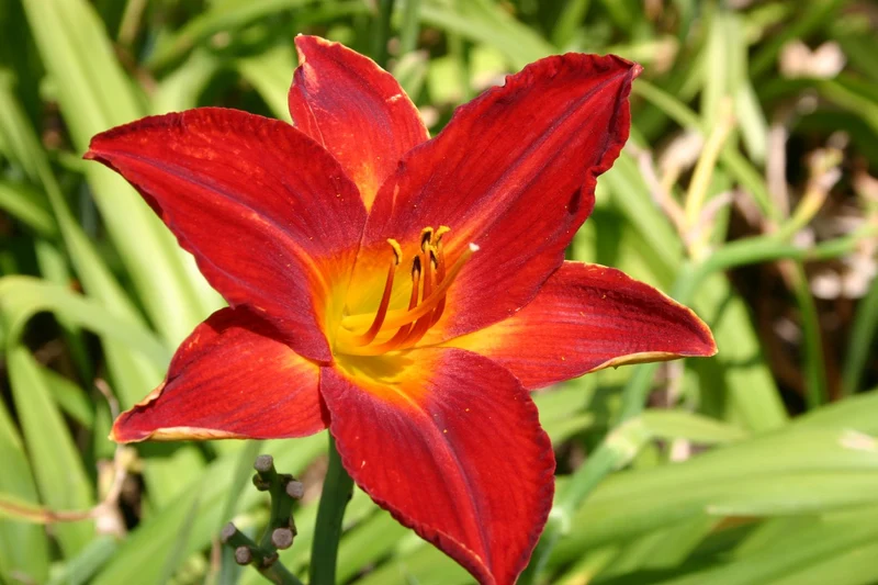 Hemerocallis 'Lusty Lealand' (Großblumige Taglilie)