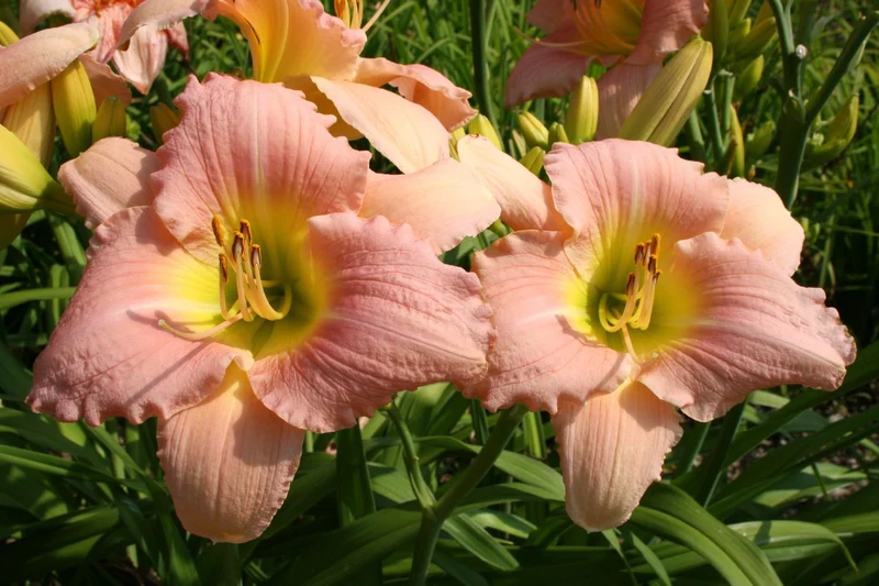 Hemerocallis 'Lovely Silke' (Großblumige Taglilie)
