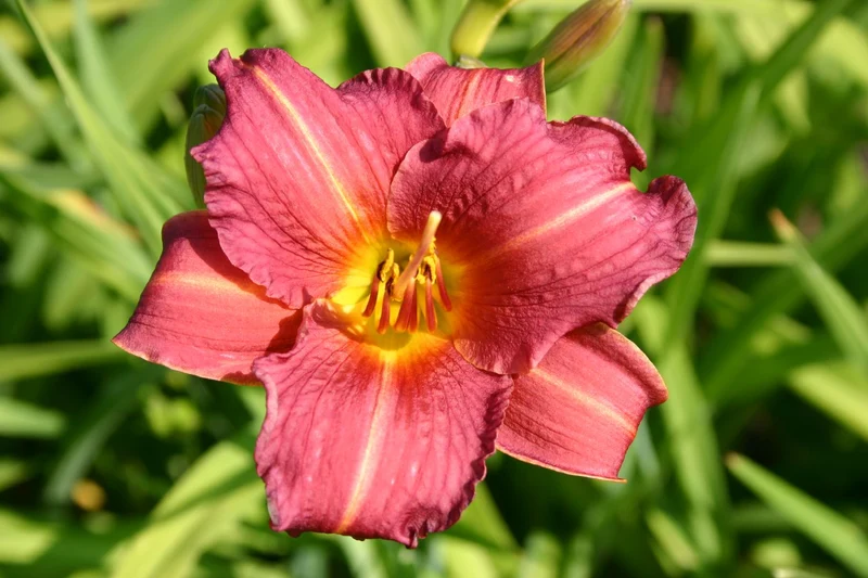 Hemerocallis 'Little Wine Cup' (Kleinblumige Taglilie)