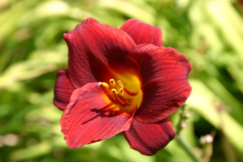 Hemerocallis 'Little Joy' (Miniaturblütige Taglilie)
