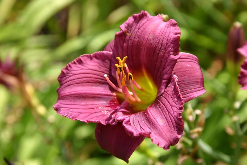 Hemerocallis 'Little Grapette' (Miniaturblütige Taglilie)