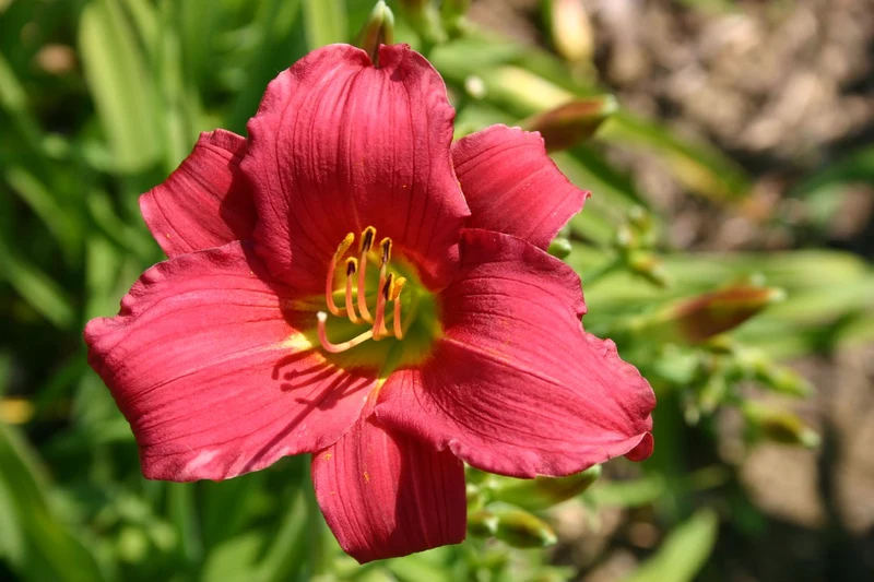 Hemerocallis 'Little Business' (Miniaturblütige Taglilie)