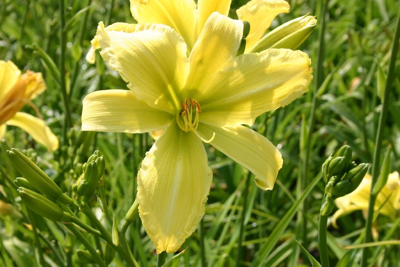 Hemerocallis 'Limited Edition' (Großblumige Taglilie)