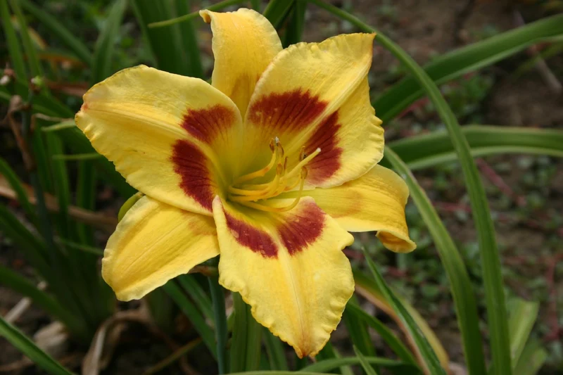 Hemerocallis 'King George' (Großblumige Taglilie)