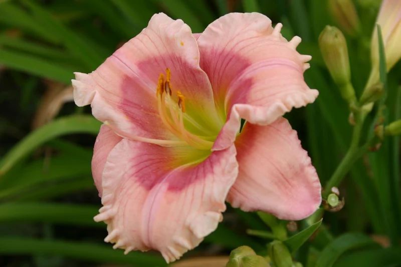 Hemerocallis 'Janice Brown' (Kleinblumige Taglilie)