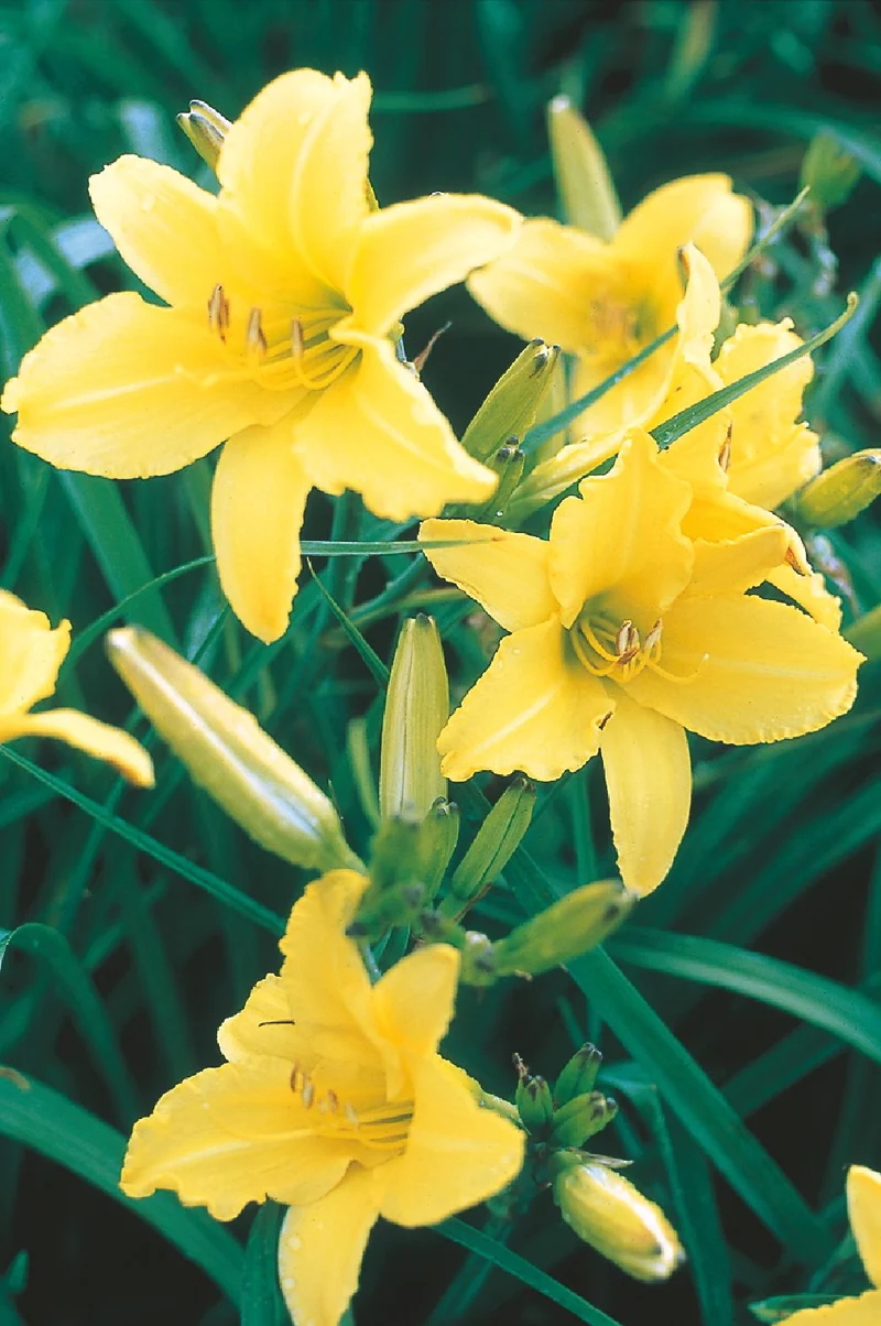 Hemerocallis 'Irish Limerick' (Großblumige Taglilie)