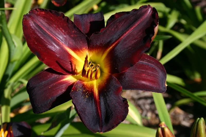 Hemerocallis 'Helen von Stein' (Großblumige Taglilie)