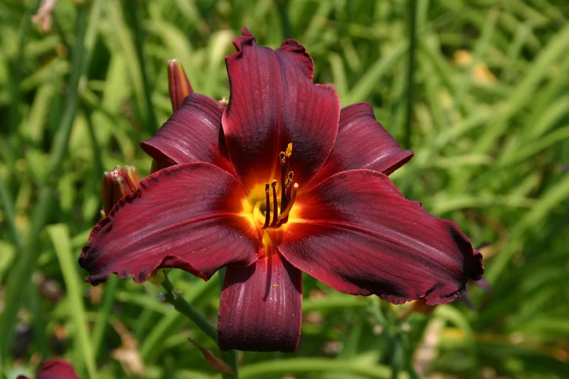 Hemerocallis 'Happy Apple' (Großblumige Taglilie)