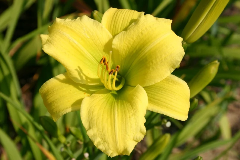 Hemerocallis 'Green Flutter' (Kleinblumige Taglilie)