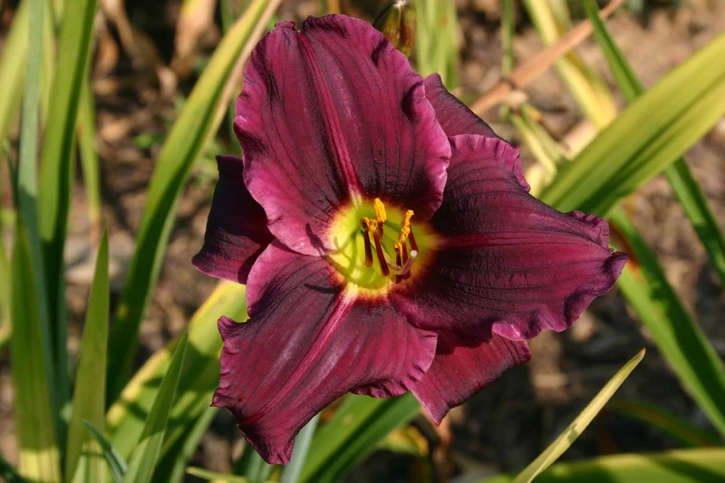Hemerocallis 'Grape Velvet' (Großblumige Taglilie)