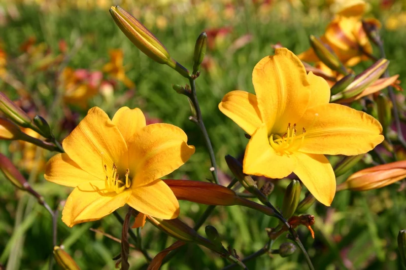 Hemerocallis 'Golden Chimes' (Miniaturblütige Taglilie)