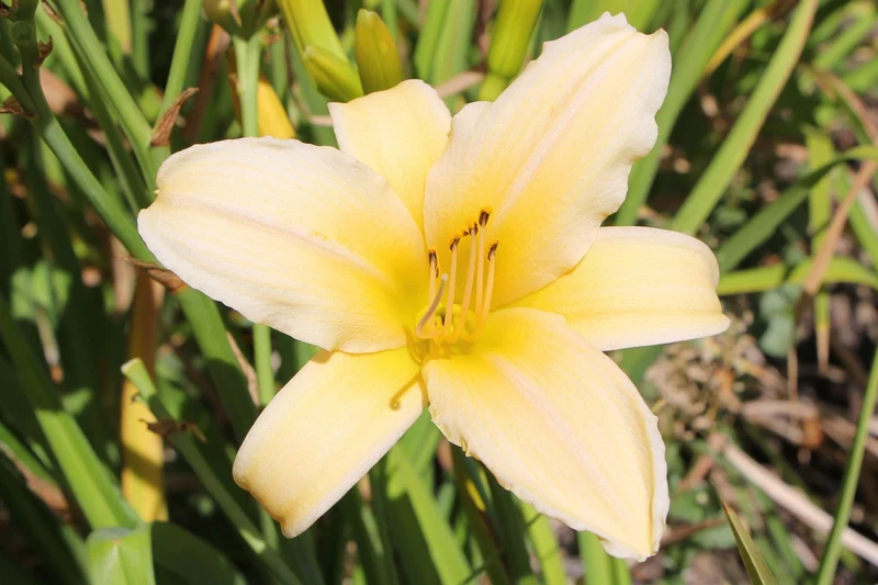 Hemerocallis 'Frances Fay' (Großblumige Taglilie)