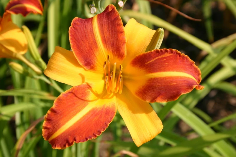 Hemerocallis 'Frans Hals' (Großblumige Taglilie)