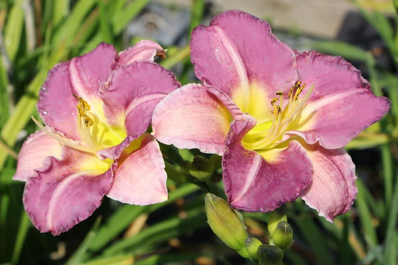 Hemerocallis 'Entrapment' (Großblumige Taglilie)
