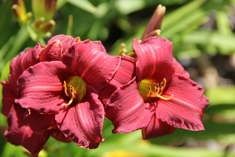 Hemerocallis 'Eenie Fanfare' (Miniaturblütige Taglilie)
