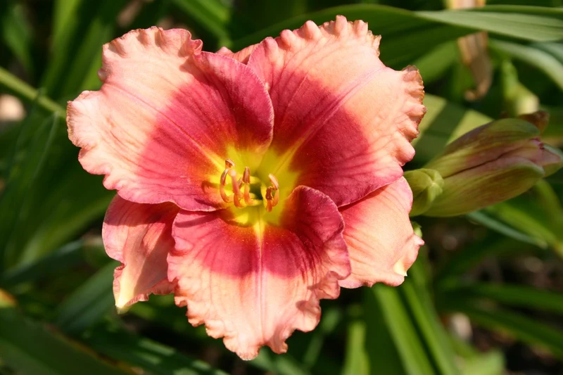 Hemerocallis 'Dragon's Eye' (Kleinblumige Taglilie)