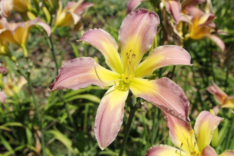 Hemerocallis 'Dancing Summerbird' (Großblumige Taglilie)