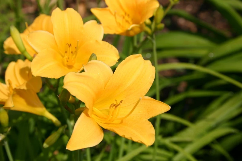 Hemerocallis 'Daily Bread' (Miniaturblütige Taglilie)